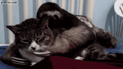 gifs_08 (1)