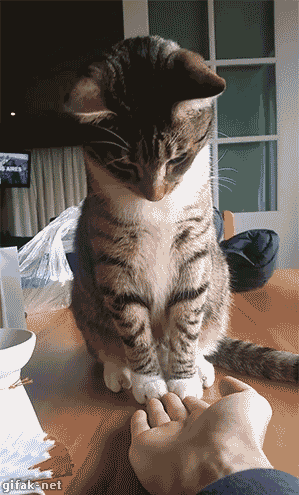 gifs_16 (1)