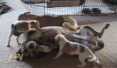 gifs_17 (1)