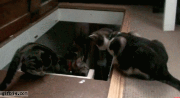 gifs_20 (1)