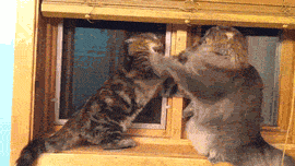 gifs_021