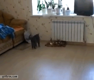 gifs_22222