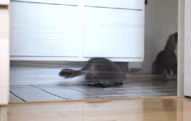when_pets_play_06
