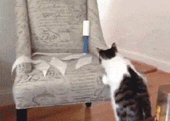 when_pets_play_14