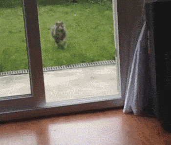 when_pets_play_15
