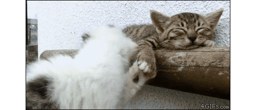 gif-картинки-котэ-котэ-кот-песочница-483898