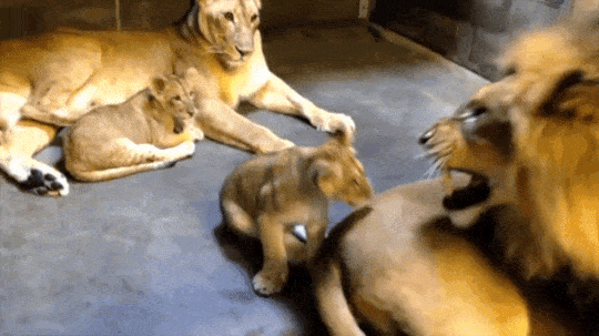 -львы-отстань-3098969