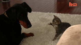 4876d1290ddbf09b929bd38d88f