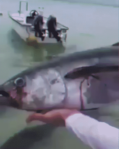 58969e1f3783ed48f28c8884917