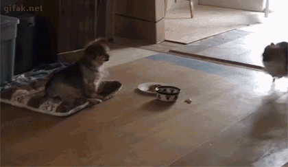 276eedf822b0aa954c7e916ff98