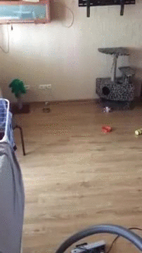 -котэ-Натяжные-потолки-3099029