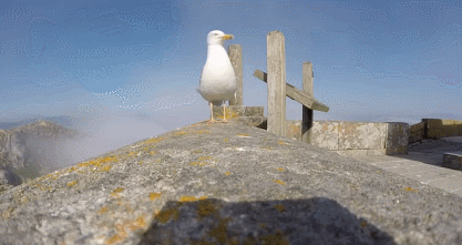 -чайка-go-pro-удалённое-2265292