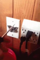 gif-mysh-v-rozetke-prikol