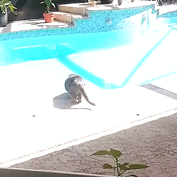 gif-kot-ispug-bassejn