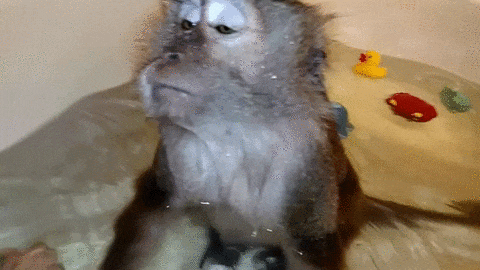 ohuevshaya_obezyana_yapfiles.ru