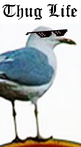 seagull-on4