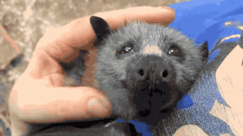 3d50871b7c36d433faeec15fa422371e