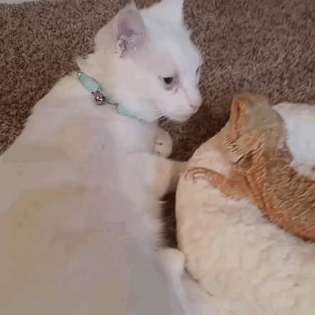 dragon_cat_friendship_07