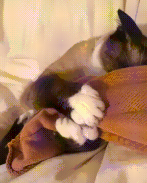 -животные-кот-сон-3118789