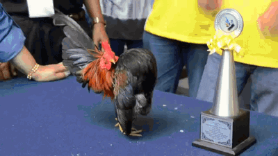 gifki-petukh-derzkiy-781861