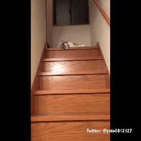 -котэ-лень-3121890