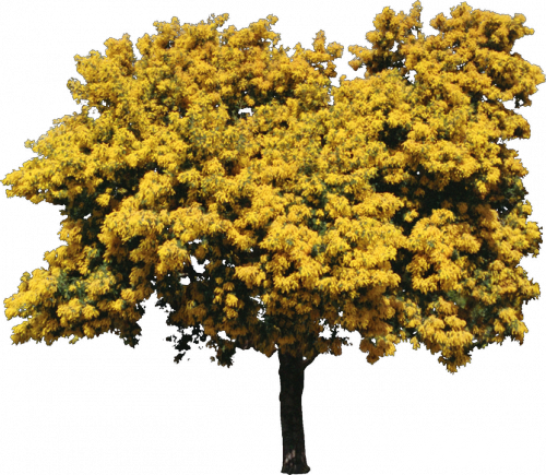 1445344709_trees-and-shrubs-01