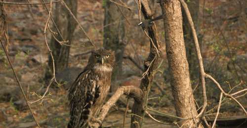 туплю филин