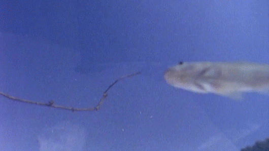 -рыбалка-большая-гифка-3133676