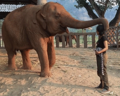 animals-are-the-engine-that-drives-the-internet-37-photos-3