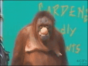 Funny-monkey-gif-5