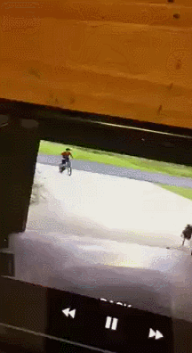 -собака-велосипед-вело-3145671