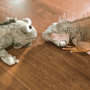 KatRaccoon-Комиксы-гифки-с-предысторией-длиннопост-3147688