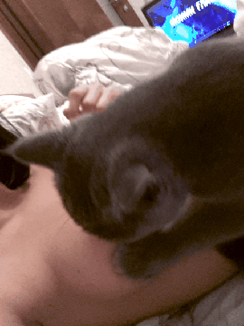 Кот и сиська