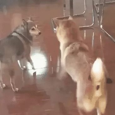 собачка танцует