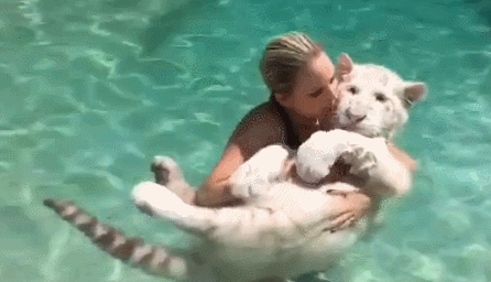 -тигр-киса-девушка-3163422