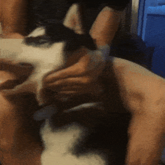 -гифки-язык-хаски-3167477