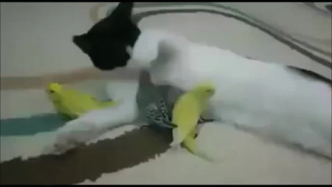 gif-кот-попугаи-3165357