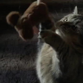 Kitten is absolutely mesmerizing. - Imgur