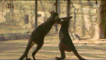 -живность-гифки-3172990