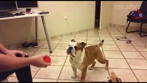 -гифки-собака-3179119