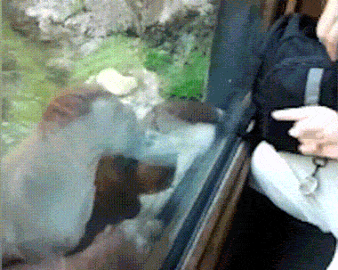 орангутанг