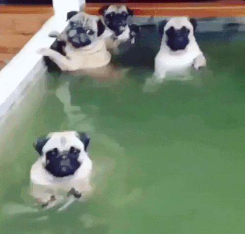 -собакен-мопс-бассейн-3181304