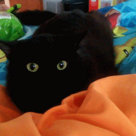 Prey detected - Imgur