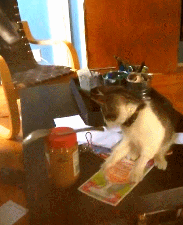 -котэ-ложка-вечный-двигатель-3190105