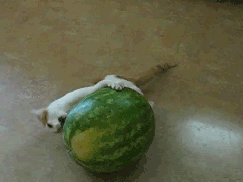 gifs_09