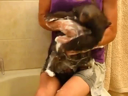 -вомбат-купание-3188009