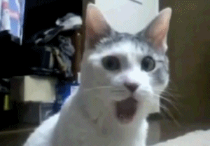 коте
