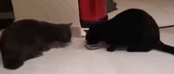 fe95616d73f8b176f2abcf4ddd3