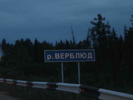 верблюд