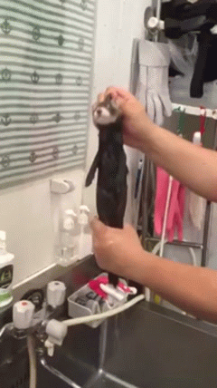 -выжимка-гифки-живность-3198452